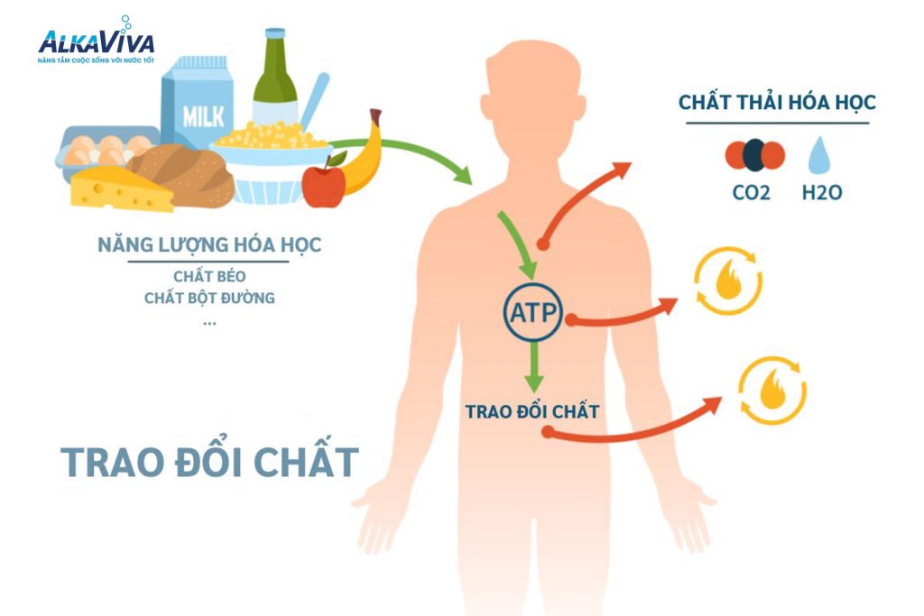 Thuốc giảm cân: Sự thật ít người nói về hiệu quả và rủi ro khi sử dụng